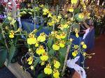 flowers-market-little-saigon-2012-38-large-content